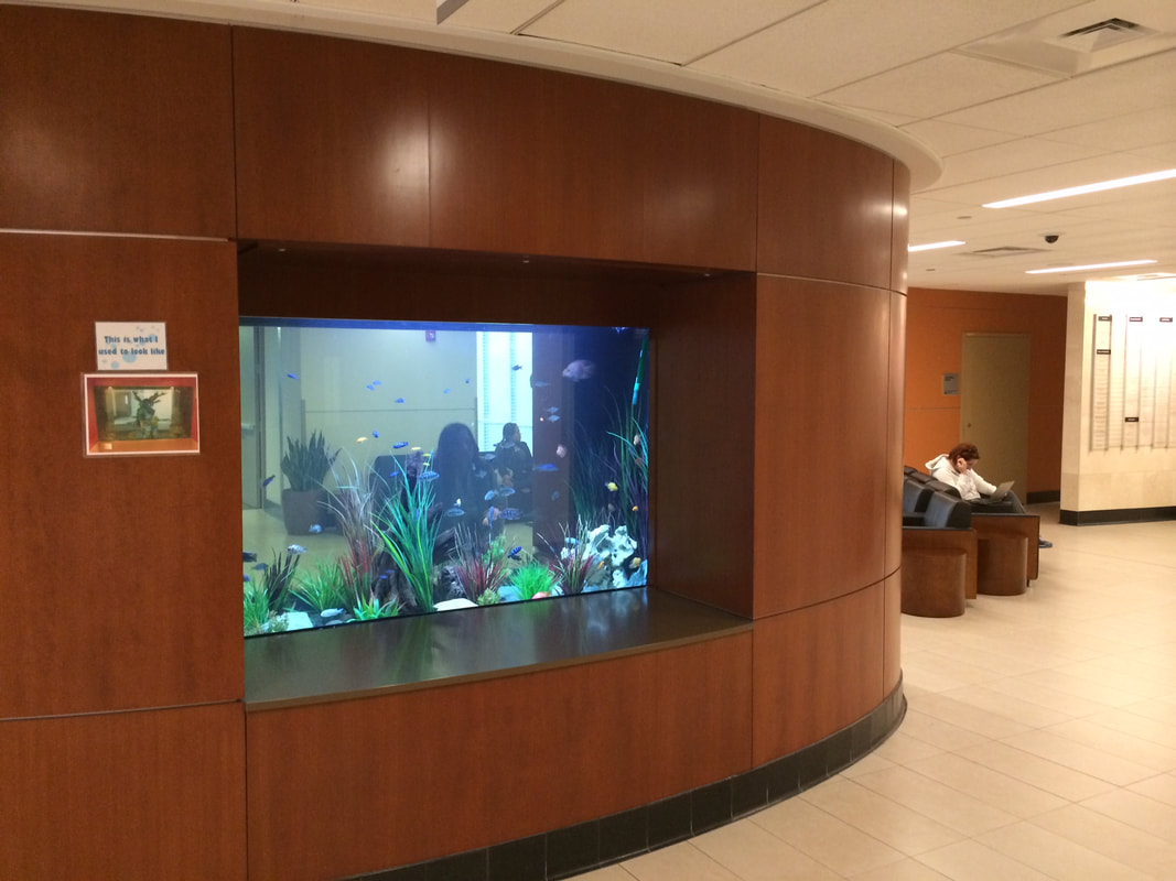 AdventHealth lobby aquarium — after