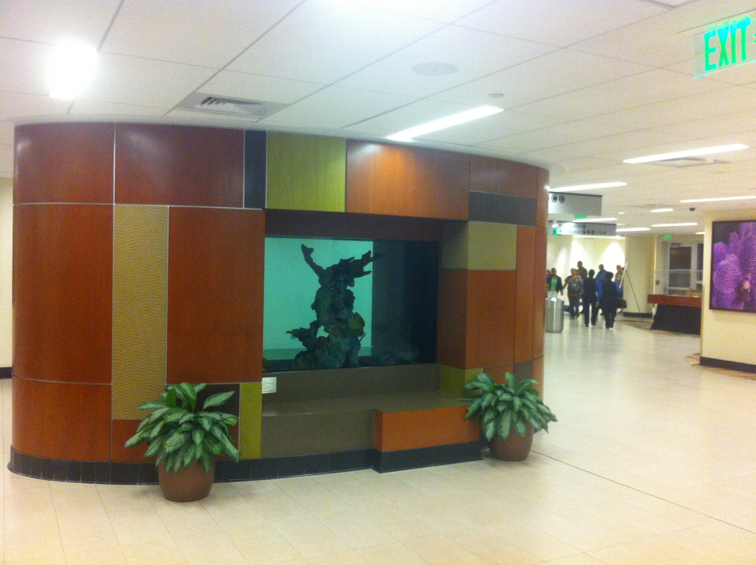 AdventHealth lobby aquarium — before